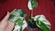 Philodendron WHITE WIZARD  Marble 426 фото 2