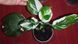 Philodendron WHITE WIZARD  Marble 426 фото 4