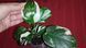 Philodendron WHITE WIZARD  Marble 426 фото 3