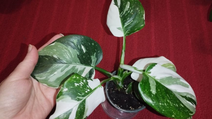 Philodendron WHITE WIZARD  Marble 426 фото