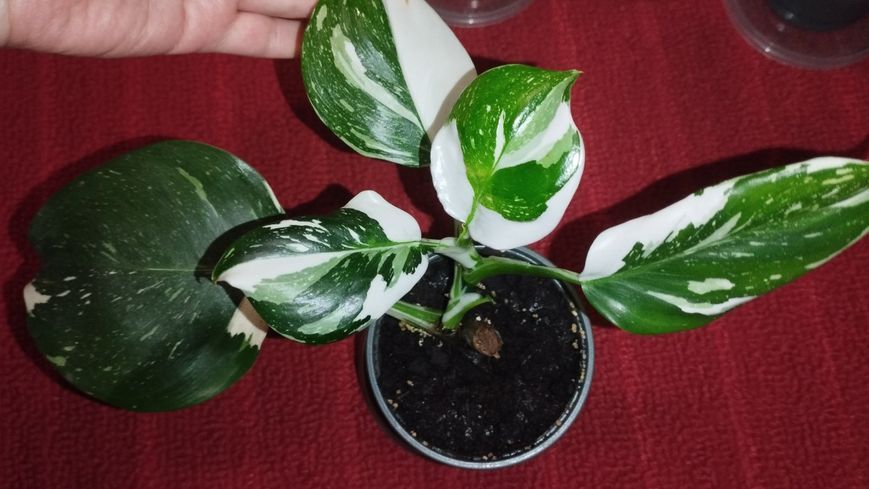 Philodendron WHITE WIZARD  Marble 426 фото