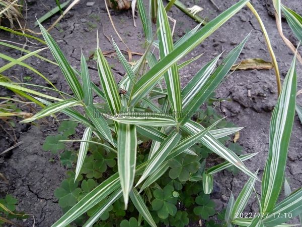 Бамбук карликовый вериегата Bambusa nana Variegata 266 фото